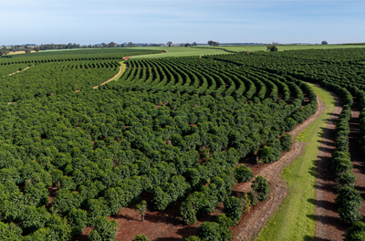 Agribusiness