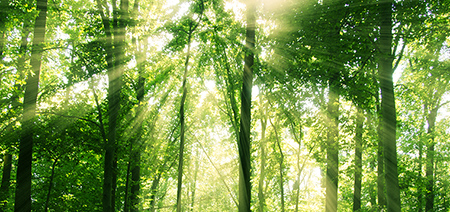 Global Environment & Climate Change