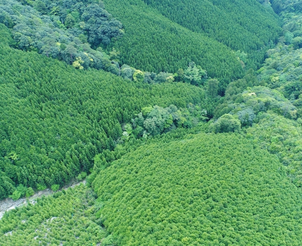 Forests in Tanabe City, Wakayama Prefecture covered by this Project