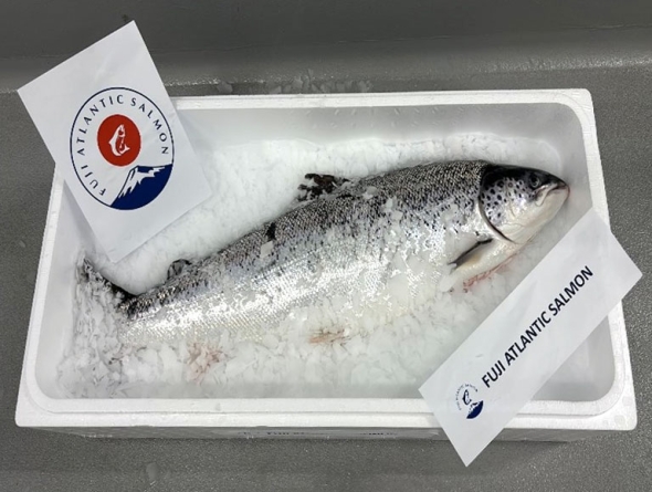Harvested Salmon Size
