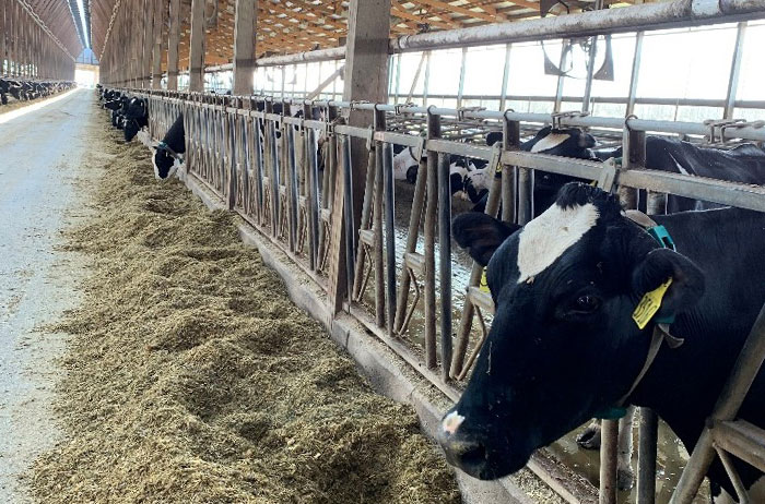 バイオメタンの原料となる畜産残渣を調達する米国の酪農場