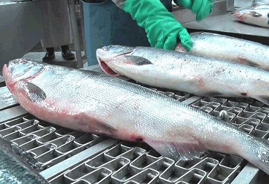 #04｜North Pacific Seafoods