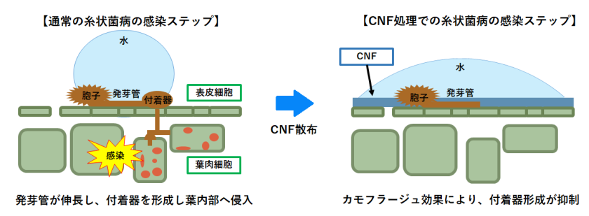 メカニズム