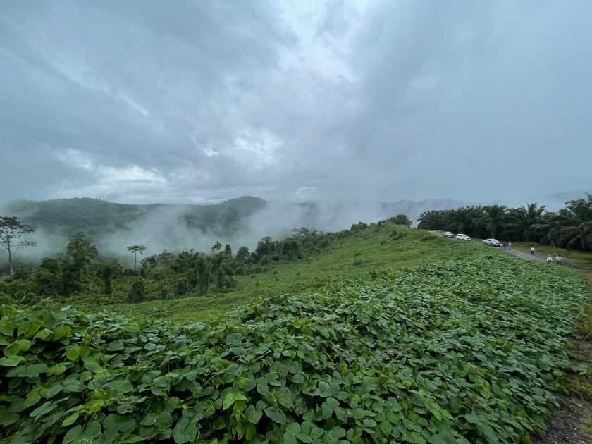 （サバ州：植林地内荒廃地）